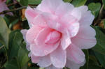 Camellia x williamsii 'galaxie'